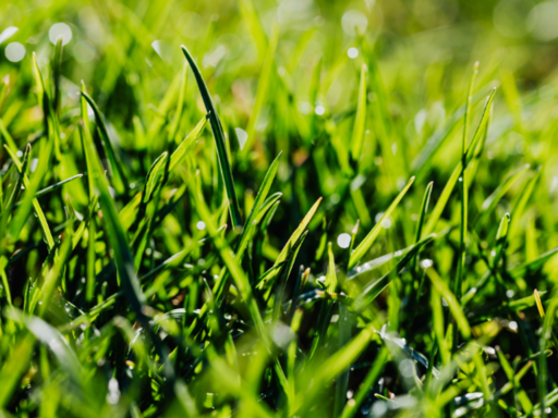 But while the rain nourishes plants and cools the