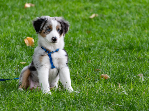 But let’s face it—natural grass can become a mess,