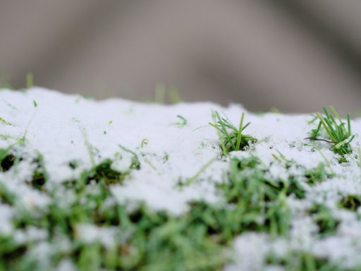 Lonestar Synthetic Turf