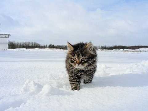 snowcat.jpg